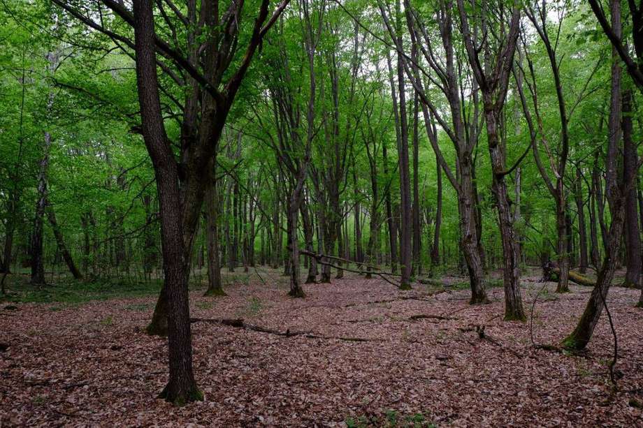 Bosque de Chernóbil