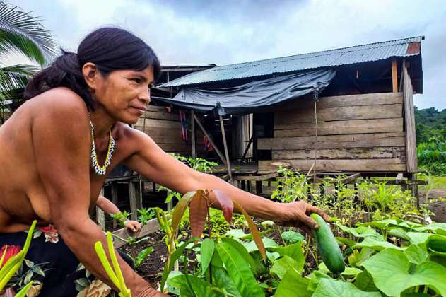 Huertas comunitarias: otra forma de resistir a los campos minados en Chocó
