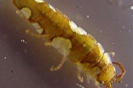 El crustáceo 'Idotea balthica' poliniza una especie de alga marina. Es la primera vez que se ve que un animal fertiliza un alga.