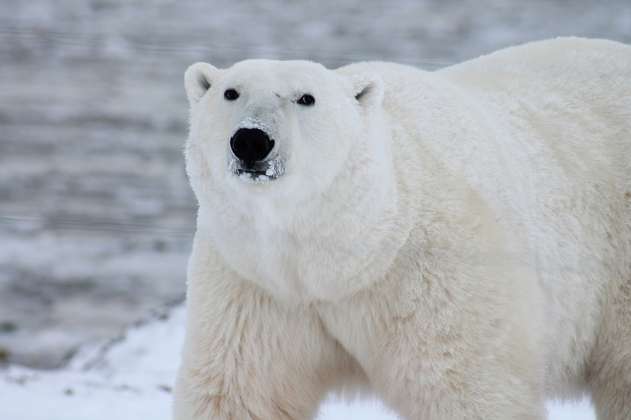Un oso polar mató a dos personas en Wales, Alaska 
