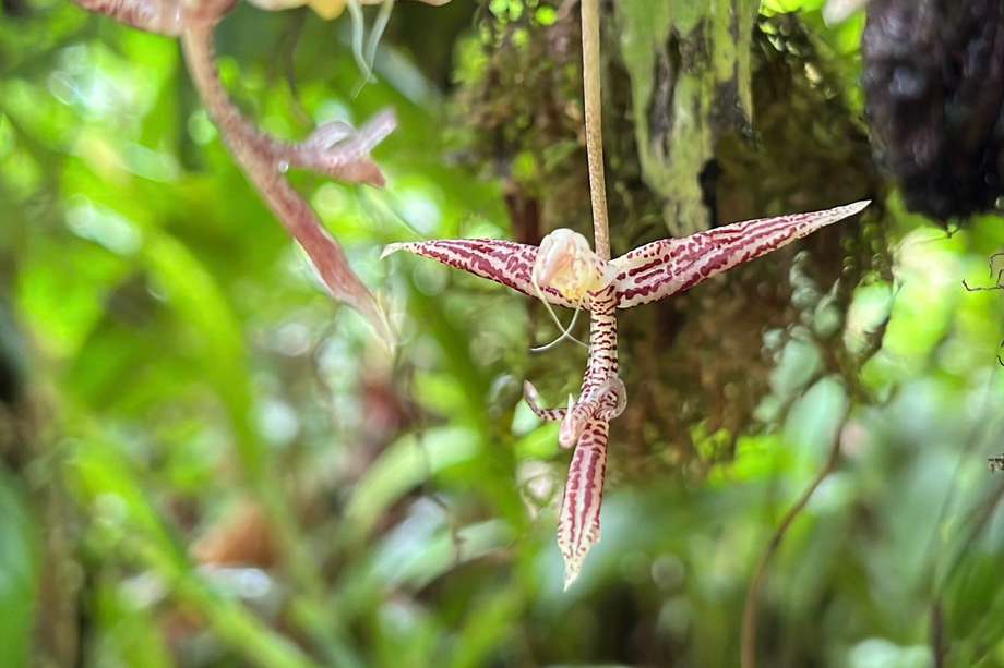 Ophidion erectilabrum es el nombre científico de la nueva especie de orquídea miniatura descubierta en Buenaventura. /CVC