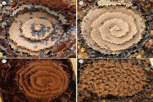 Las abejas que dibujan panales artísticos siguiendo patrones matemáticos