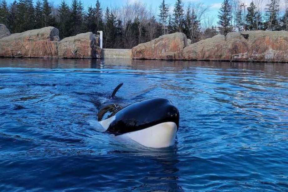 La orca de 47 años vivía en el parque temático Marineland, ubicado en Ontario, Canadá.