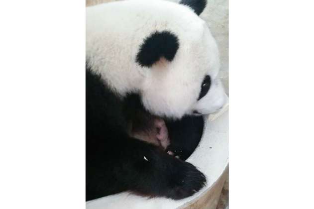 Nace un segundo panda gigante en Malasia