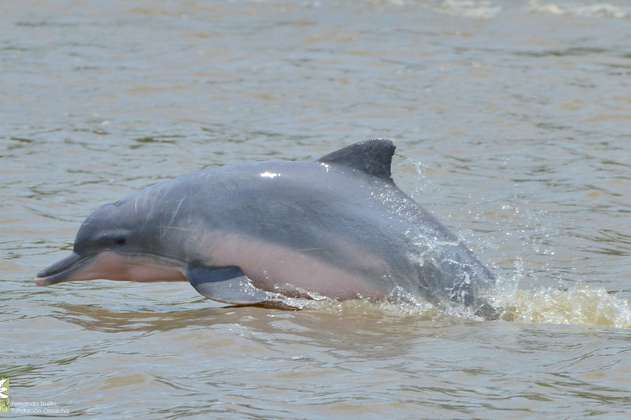 Colombia liderará encuentro internacional para conservar los delfines de agua dulce
