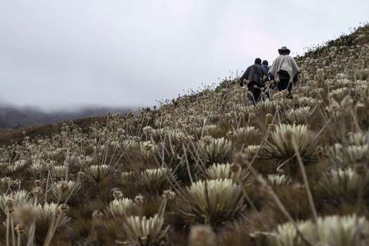 El fallo amparó los derechos de los campesinos que desde hace casi una década solicitaron la constitución de las Zonas de Reserva Campesina Güejar-Cafre, en el departamento del Meta; Losada-Guayabero, también en el Meta; y Sumapaz, en Cundinamarca. Foto: Greenpeace