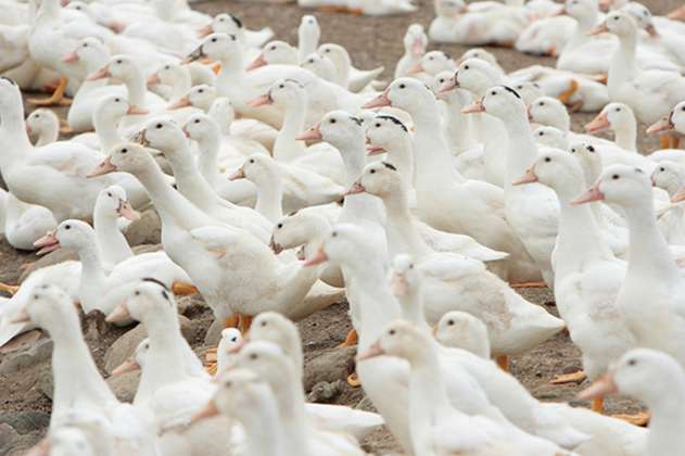 Patos contaminados con mercurio serían más propensos a contraer gripe aviar