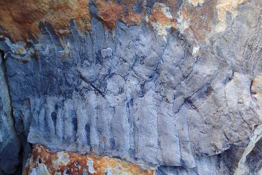 Según los investigadores a cargo del descubrimiento, el individuo que mudó el fósil midió cerca de 2,6 metros de largo y pesó casi 50 kilógramos. / Neil Davies.