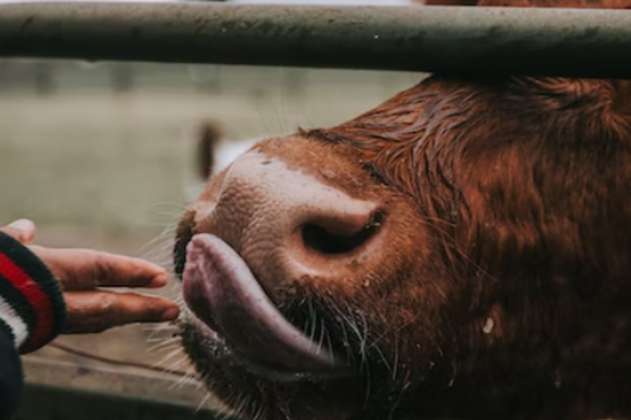 Proteger los derechos de los animales y consumir carne: ¿una contradicción?
