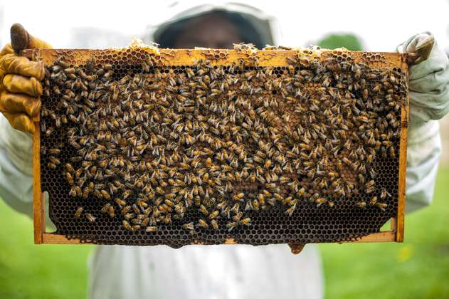 Demandan al Estado por más de $ 700.000 millones por muerte masiva de abejas