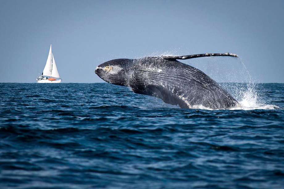 Durante los primeros meses del año, más de 3.000 ballenas jorobadas llegan hasta la bahía de Samaná para aparearse y tener sus crías. / iStock