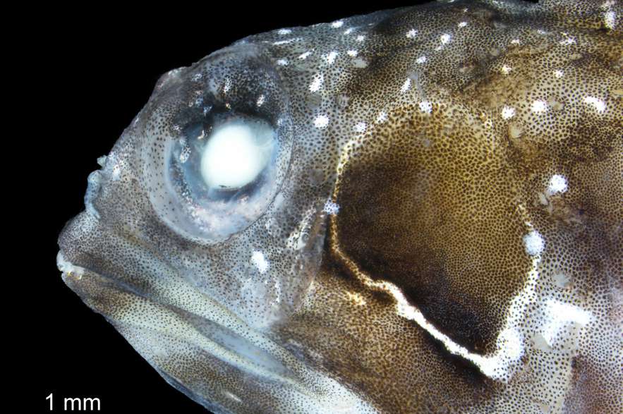 Los trambollos tubícolas (Chaenopsidae) son una familia de peces que se distribuyen por los mares tropicales de Norteamérica y Sudamérica/ ©Laboratorio Imágenes Postgrado en Ciencias Biología Univalle.