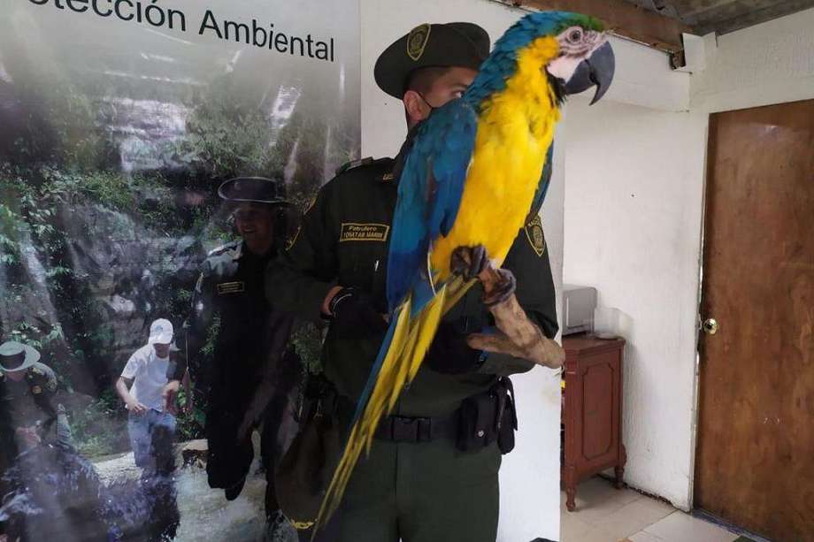 Las aves y los reptiles son los animales que más son tenidos y traficados ilegalmente en la ciudad.