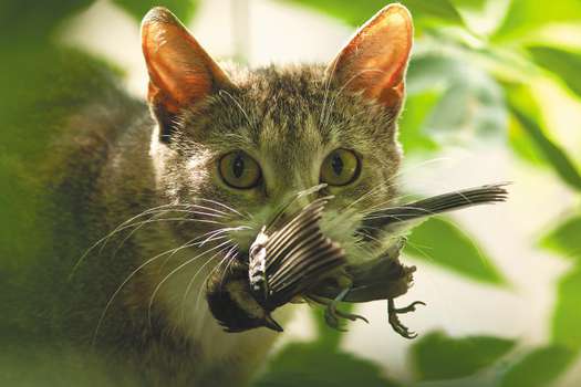 Un estudio de la Universidad de Ciencias Biológicas de Varsovia publicado en 2019, estimó que los gatos en Polonia matan 583 millones de pequeños mamíferos y 135 millones de aves al año.