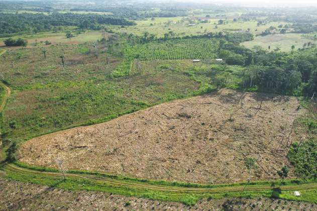 En 2023 se deforestaron 10 campos de fútbol por minuto, ¿cómo le fue a Colombia?
