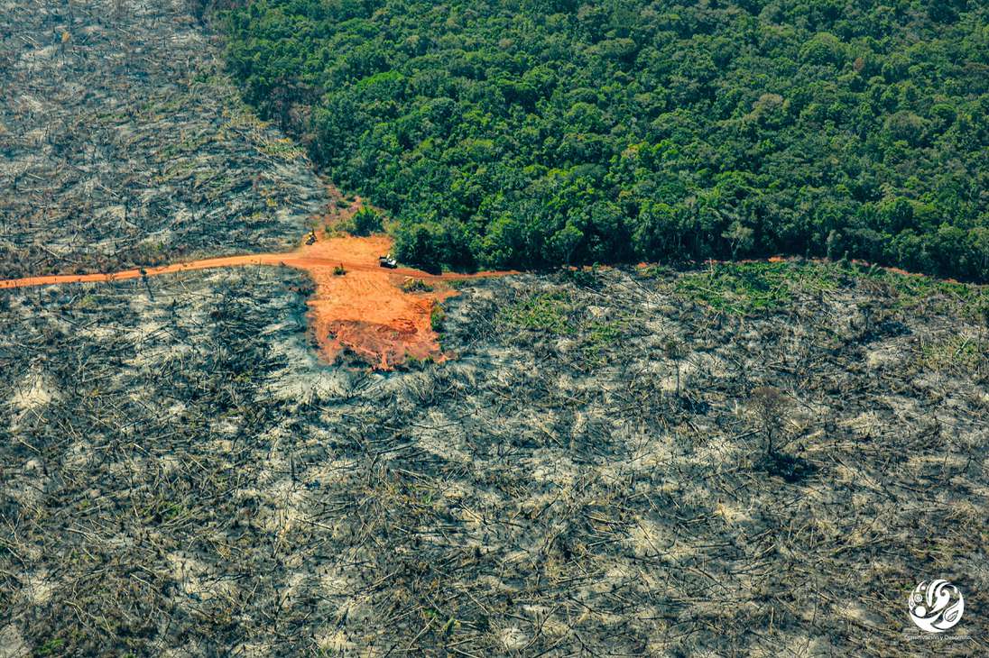 Según cifras oficiales, 109.302 hectáreas fueron arrasadas en la selva colombiana en 2020. 11.000 hectáreas más que en 2019.