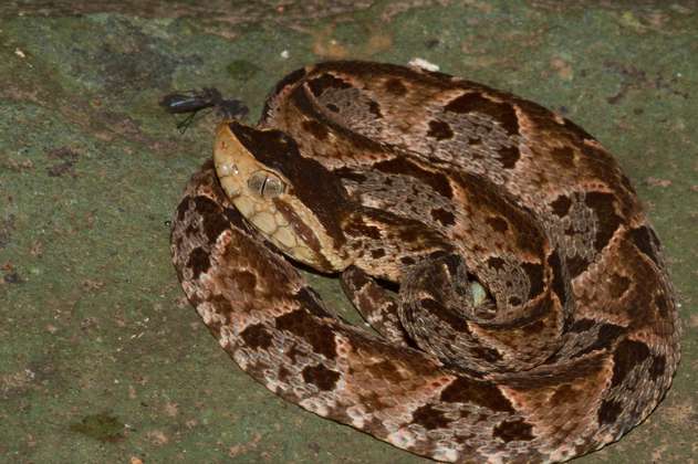 Mordeduras de serpiente han aumentado en Colombia, según estudio