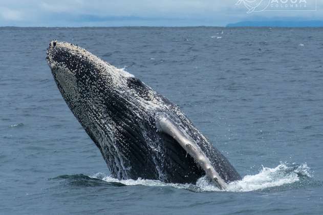 ¿Cómo estudiamos a las ballenas si apenas las vemos cuando emergen a la superficie?