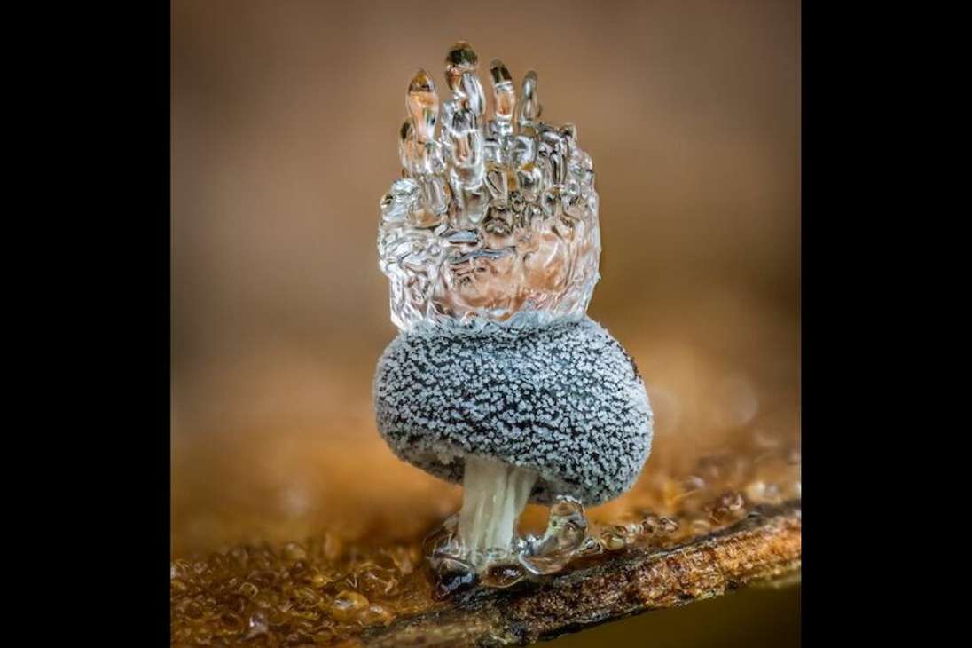 Categoría Hongos: La corona de hielo
Barry Webb, jardinero del Reino Unido, ganó por una foto de un hongo con un diminuto moho.