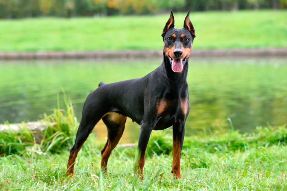 Propietarios de “perros peligrosos” en Bogotá tendrán que registrar a sus mascotas.