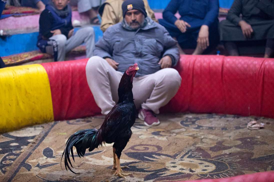Peleas de gallo en Irak.