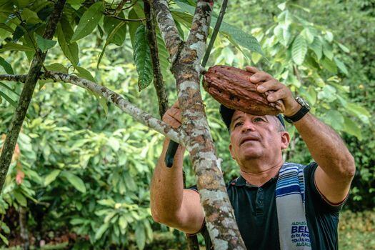 Un caso de conservación inclusiva en el país, son las familias productoras de cacao en el Caquetá, quienes cambiaron los cultivos de coca por este fruto, y recientemente, de la mano de WWF lograron su primer acuerdo comercial con una chocolatería alemana.