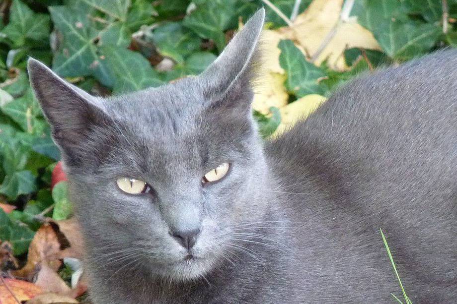 Es un gato conocido por su pelaje casi azul. 