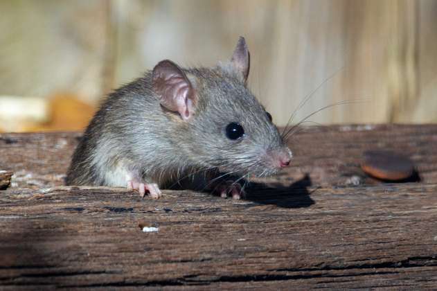 Ciudadanos se quejan por gran cantidad de ratas en las calles de Bogotá