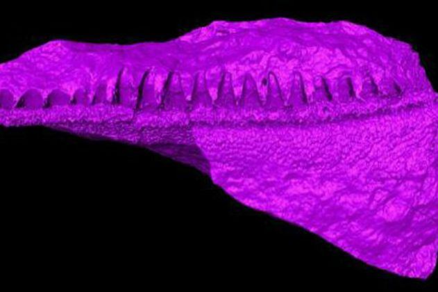 Descubren en Perú restos fosilizados de tiburón de 400 millones de años 