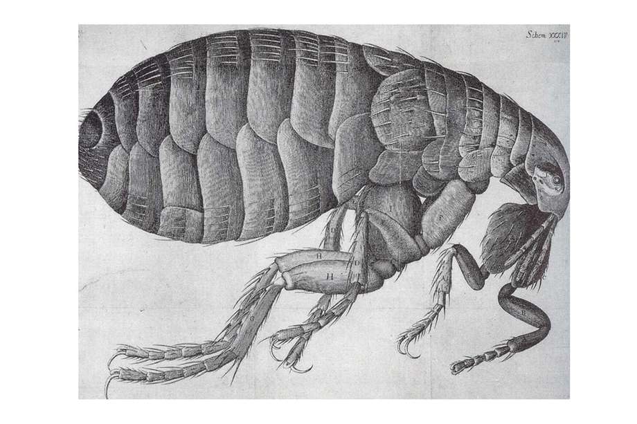 Grabado de una pulga vista en el microscopio, en el libro Micrographia, de Robert Hooke.