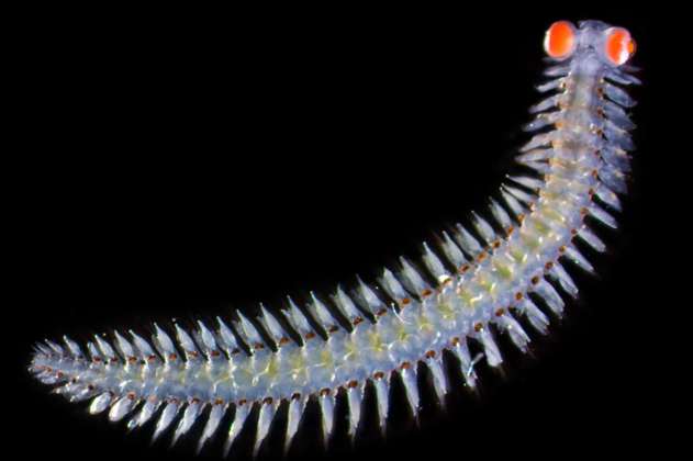 Este extraño gusano marino tiene ojos que pesan 20 veces más que el resto de su cabeza