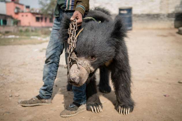 Rescatan los dos últimos "osos bailarines" de Nepal