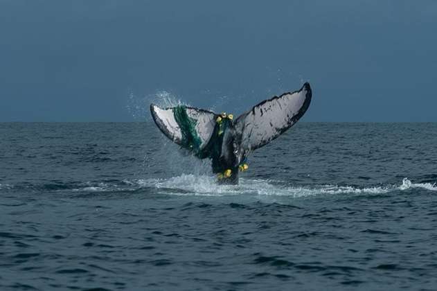 En el Pacífico colombiano, cada vez más ballenas se enredan en las redes de pesca