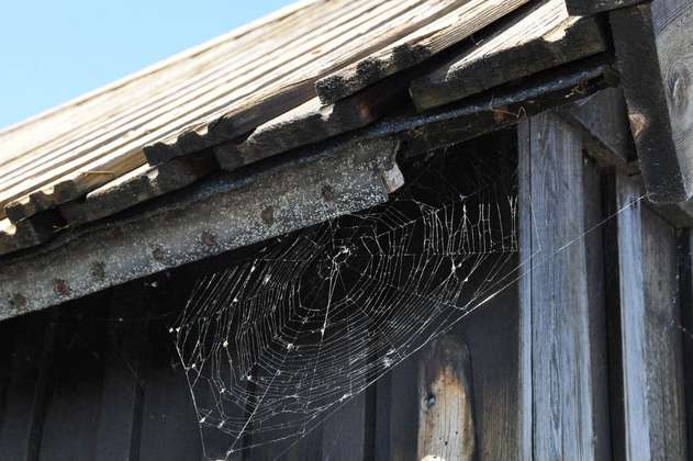 ¿Por qué no debe matar a las arañas que ve en su casa?