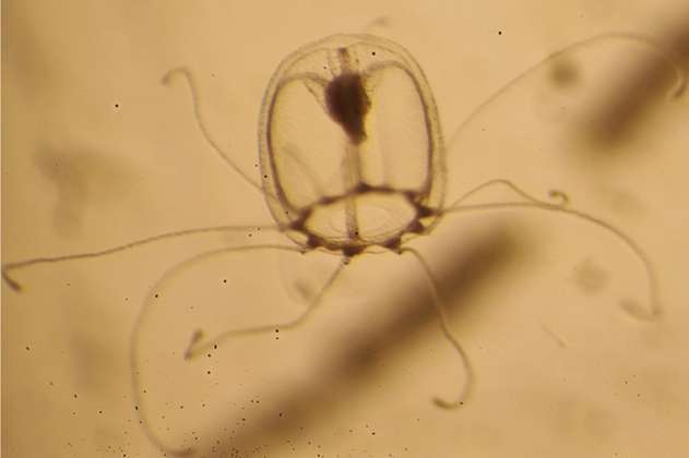 Una medusa rejuvenece y puede vivir para siempre. En sus genes está el secreto