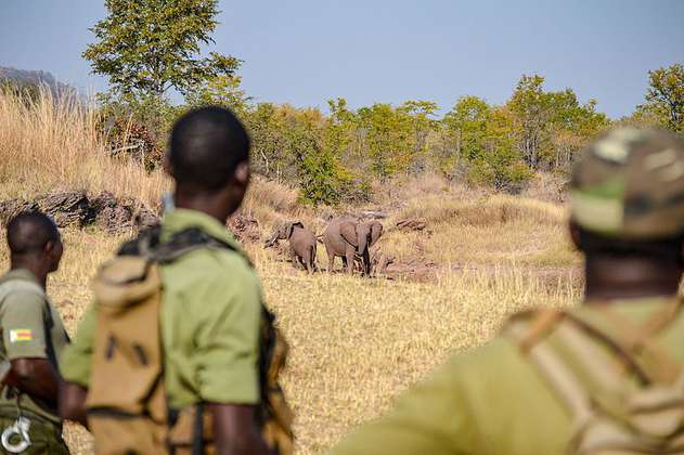 “No hay evidencia de que WWF apoyó grupos armados para combatir la caza”