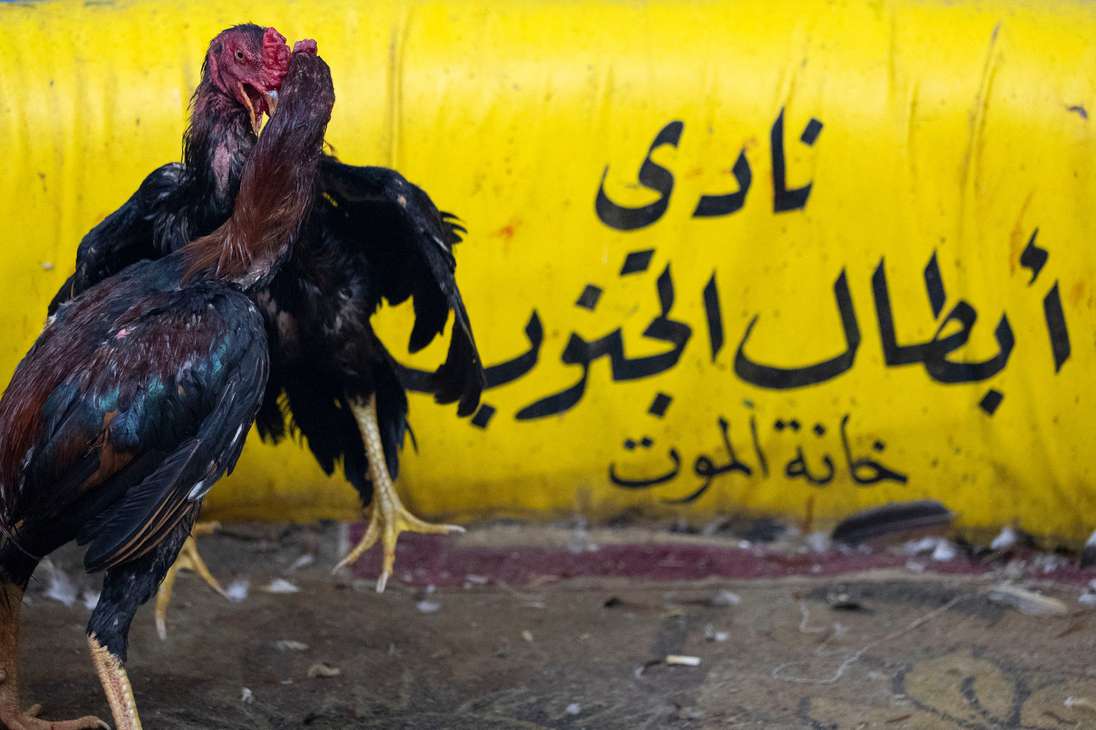 Peleas de gallo en Irak.