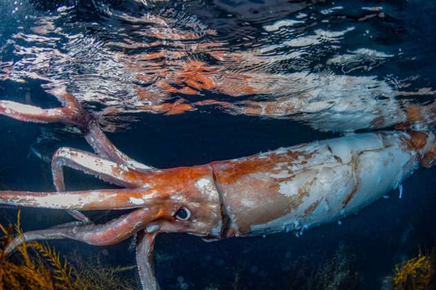 (VIDEO) Buceadores se encuentran con un calamar gigante, aparentemente herido