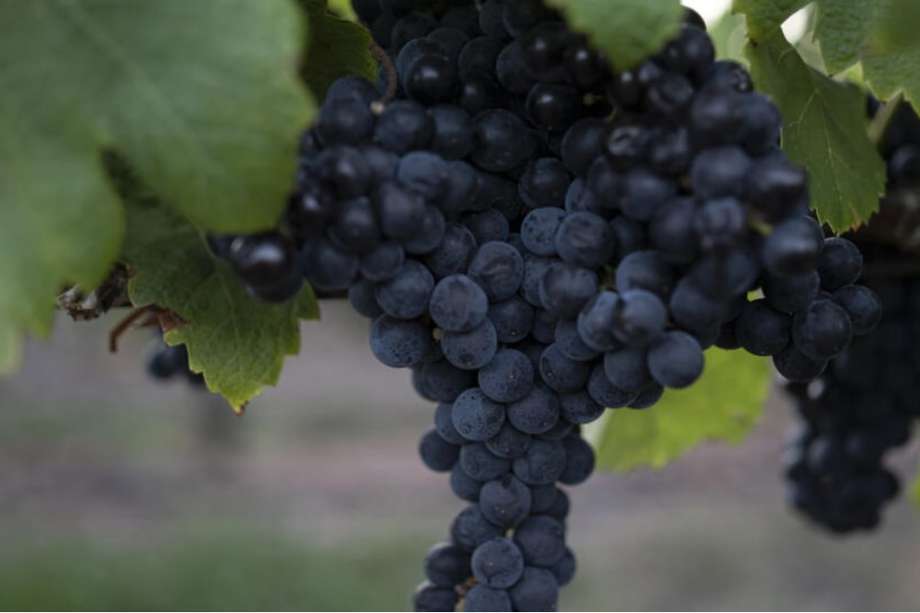 Esta uva tiene un alto contenido de taninos astringentes, una característica dominante que le dio su nombre y durante mucho tiempo se consideró indeseable.