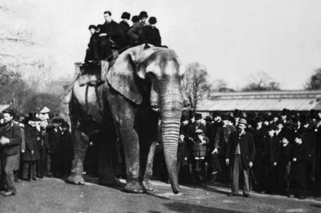 La triste historia detrás del elefante que inspiró la película Dumbo