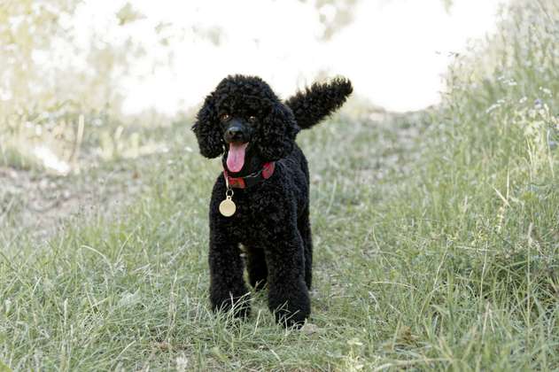 French Poodle: ideas de cortes de pelo para esta raza de perro