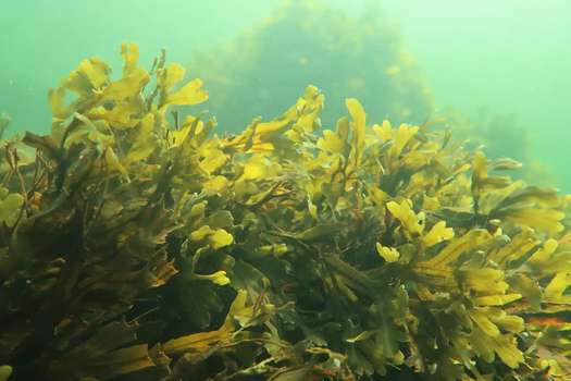 Esta especie de alga marina la encontraron los investigadores en Finlandia