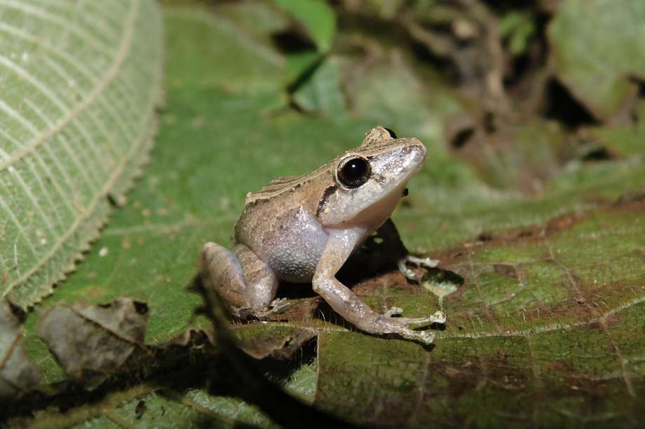 La Pristimantis palmeri o la rana duende de puntos es una especie endémica de Colombia, que puede llegar a medir hasta 28 mm.