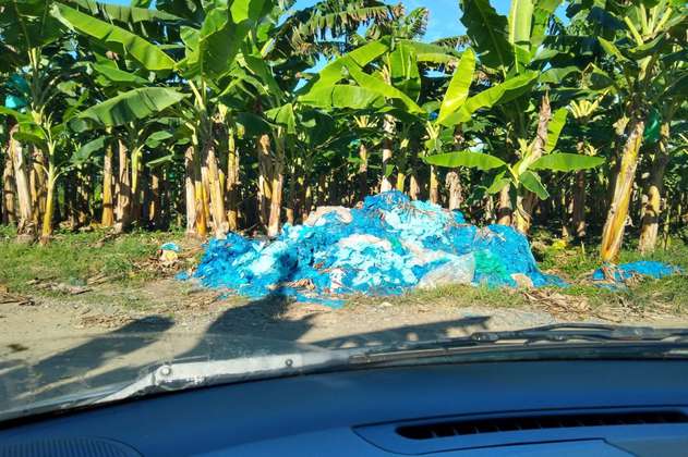 Las bolsas de plástico que preocupan a los cultivadores de plátano en el Urabá 