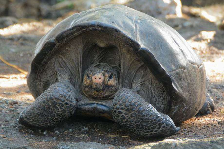 "Fernanda", la tortuga gigante encontrada en la Isla Fernandina después de un siglo de creer que estaba extinta. 