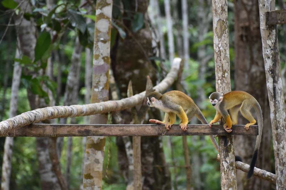 Los monos churuco, al desechar las semillas de los frutos que comen, contribuyen a la regeneración de los bosques.