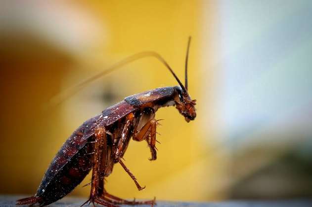 Zoológico permite que personas llamen a una cucaracha como su ex 