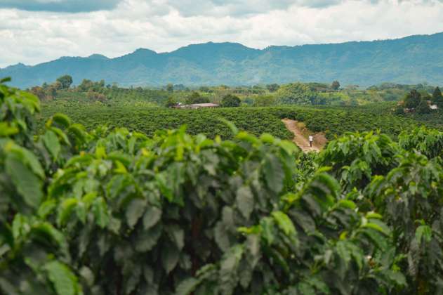 Las malas condiciones de los campesinos: otro desafío para la producción de café colombiano