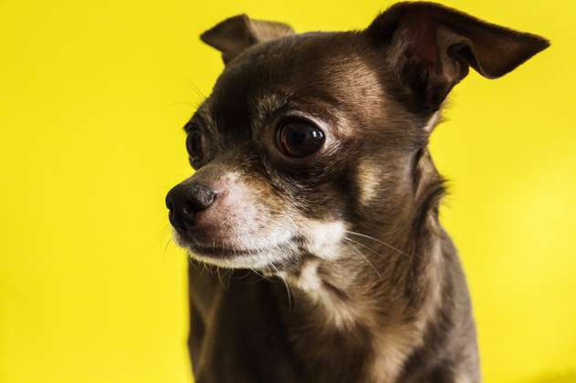 Un perro chihuahua paralizó una autopista de Nueva York: el video se viralizó