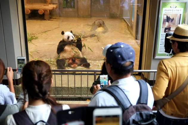 Bebé panda nacido en Japón goza de buena salud: zoológico 